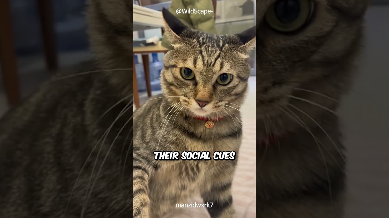 THIS Is Why Your Cat BITES Your Feet! 🐱🐾 