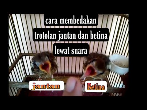 CARA MEMBEDAKAN ANIS KEMBANG TROTOL JANTAN DAN BETINA LEWAT SUARA