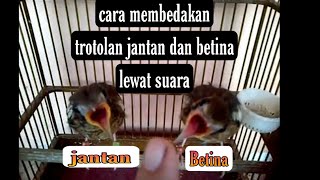 CARA MEMBEDAKAN ANIS KEMBANG TROTOL JANTAN DAN BETINA LEWAT SUARA