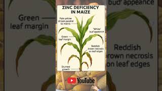 Zinc Deficiency Symptoms.  #zinc #plants #india #growth #maize #yieldfarming #agrifuturism