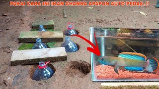 Download Lagu Cara Progress Warna Ikan Channa Limbata MP3