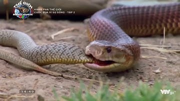 Thuyết Minh Thế Giới Động Vật Hoang Dã 2020   Top 3 Nọc Độc Nguy Hiểm Nhất Hành Tinh