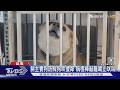 「沒流血不算虐狗」 檢舉人把影片PO網公評｜TVBS新聞 @TVBSNEWS01