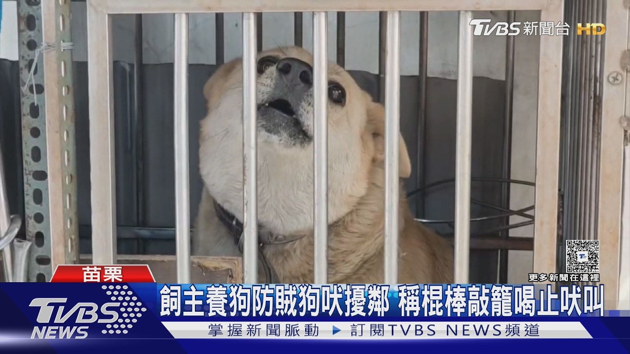 「沒流血不算虐狗」 檢舉人把影片PO網公評｜TVBS新聞 @TVBSNEWS01