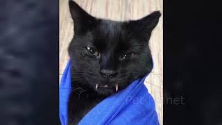 Funny CATS will always make you laugh