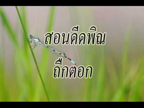 สอนดีดพิณ อินโทเพลงถืกตอก
