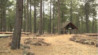 School of Forestry Overview