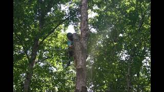 Another Day Taking Down Trees Thanks to the Amazing Tree Ninja Matt Carter - Carters Tree Service