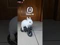 Little bunny riding a sports motorcycle #bunny #rabbit #motorcycle #dola #br #pets #pet #animals
