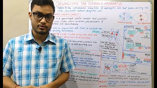 Organizing the Spindle Apparatus : Molecular Basis