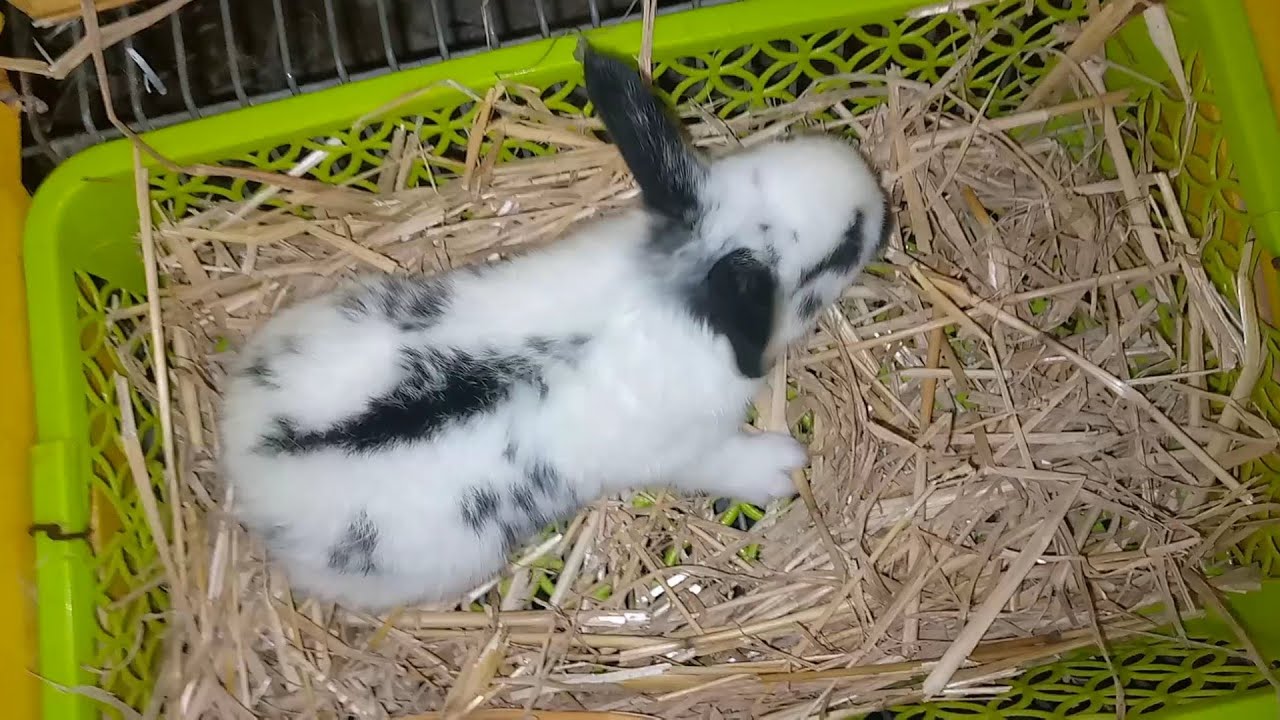 تعليم نظافه صغار الارانب الوقايه من الجرب وتصمغ ادن معلومات كامله تنضيف بيت الولاده