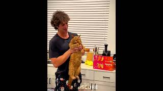 Orange Cats Behavior
