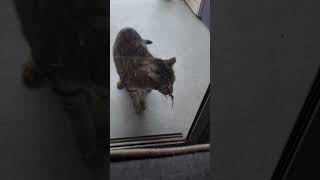 Cat Brings Live Lizard to Glass Door, Wants Inside