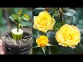 Surprised with how to grow roses with cucumber  how to grow roses at home