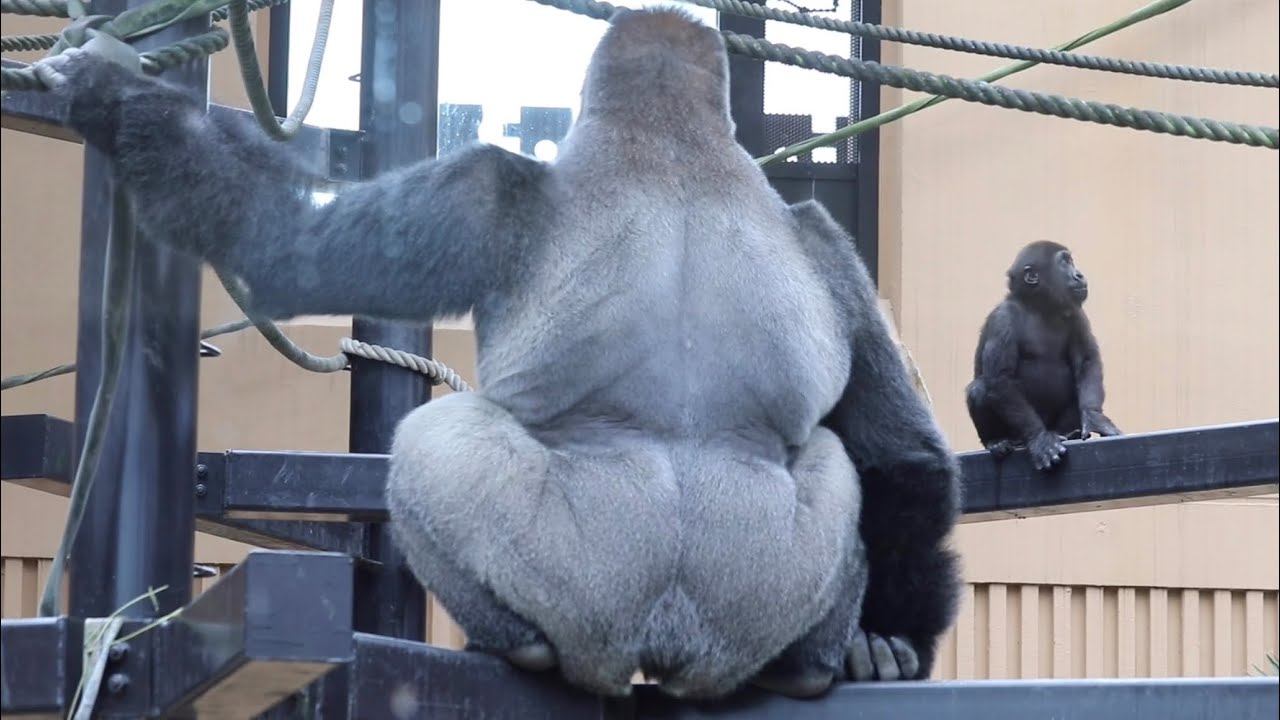 Kyoto】Gorilla⭐️ Same behavior ！Dad and son pooping at the same