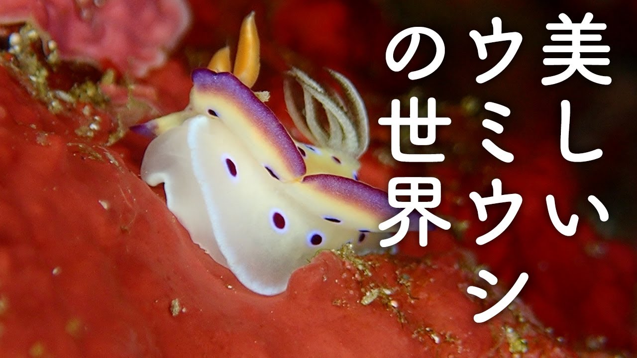眠れる映像］世にも美しいウミウシの世界 - YouTube