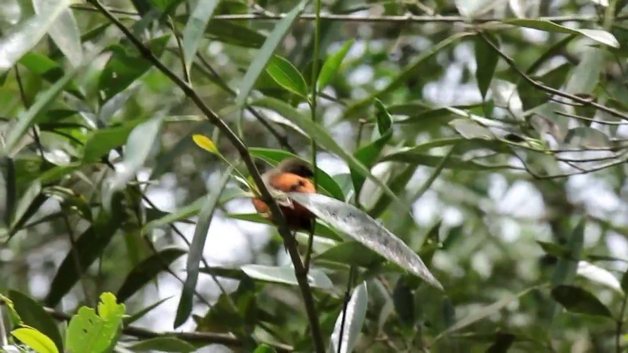 Sporophile petit louis