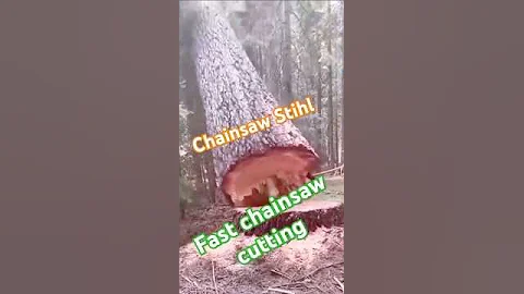 A huge tree cutting fast chainsaw Stihl #fall #falling #falltree #shortsfeed #shorts #treefelling