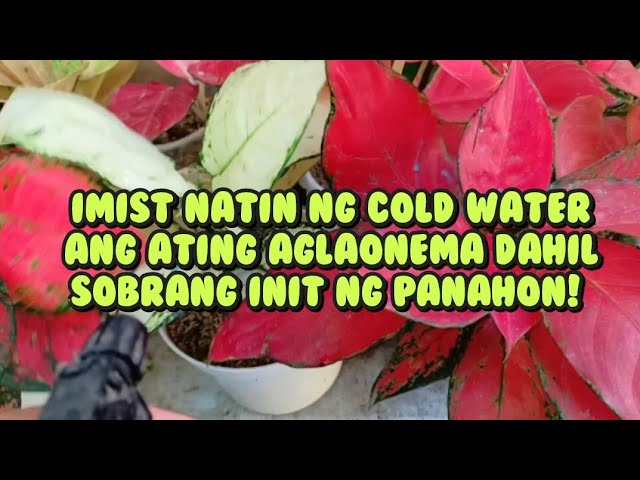 MISTING COLD WATER MY #aglaonema #chineseevergreen #aglaonemavarieties #plant #plantcare