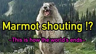 Marmot shouting (arranged version)