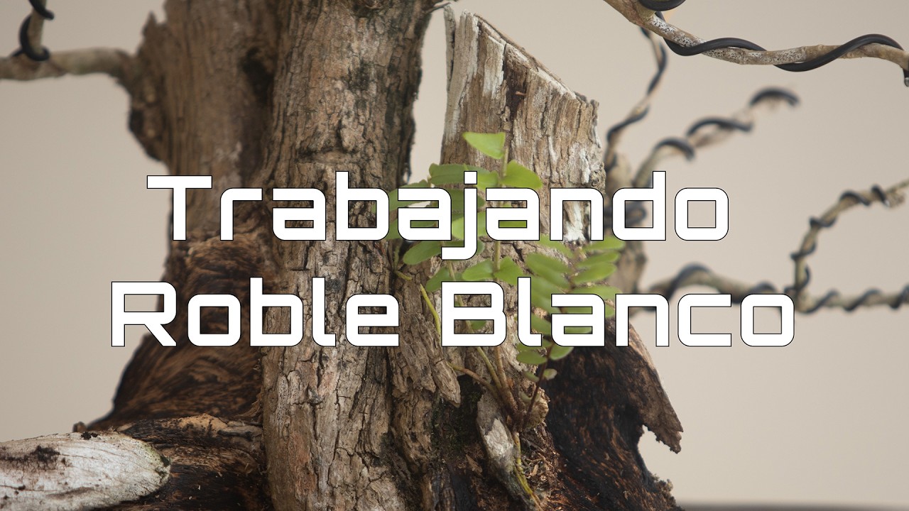 Roble Blanco | El comienzo de un bonsái 🌿- Amabi Bonsai Tropical Puerto Rico