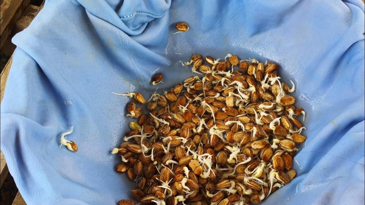 PAANO MAPRESERVE ANG F2 SEEDS? || PROCESO NG F2 SEEDS SA AMPALAYA || PRACTICAL TIPS IN FARMING