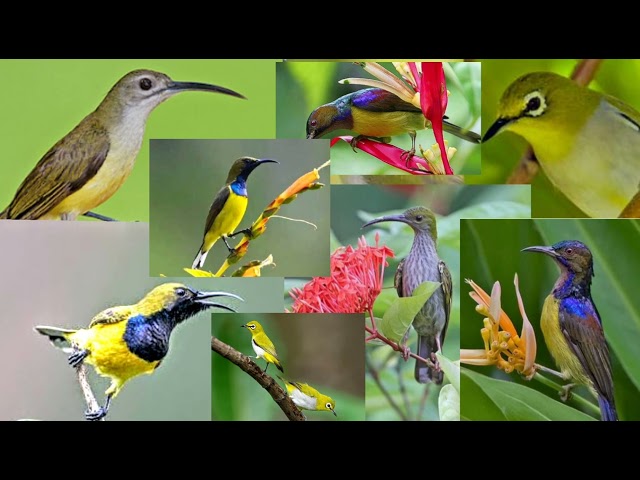 Suara pikat burung kombinasi pijantung,sogon,pleci,kolibri class=