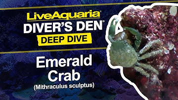 LiveAquaria® Diver’s Den® Deep Dive: Emerald Crab (Mithraculus sculptus)