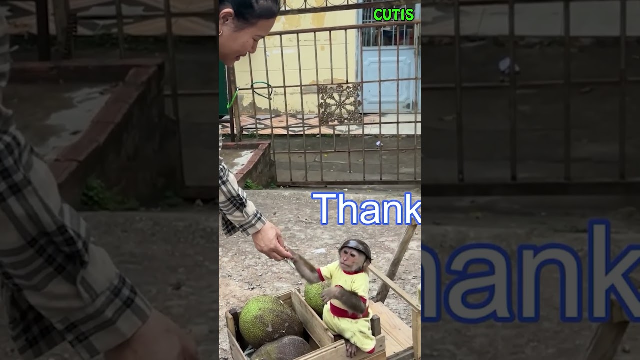 OMG !CUTIS is very obedient and polite 