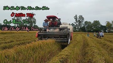 Theo Máy Cắt Lúa Bắt Chuột Đồng Mùa Lúa Chín Ở Miền Tây l Dân Quê 66.