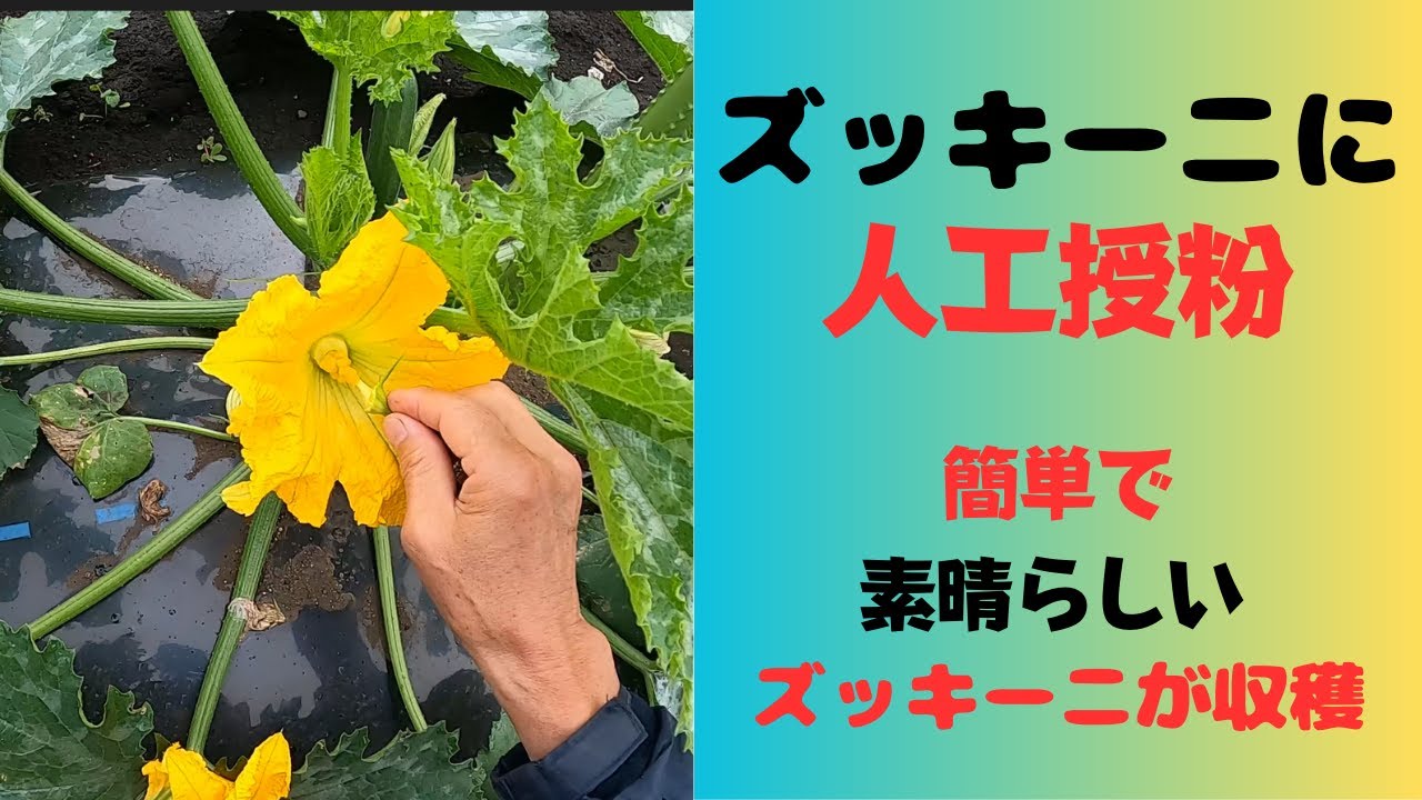 ズッキーニ 育て 方 受粉