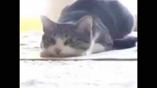 ТАНЕЦ ЖИВОТНЫХ (ПРИКОЛЫ)/РЖАЧ/СМОТРЕТЬ ВСЕМ/VIDEO PETS/ ТАНЕЦ ЖИВОТНЫХ (ПРИКОЛЫ)/РЖАЧ/СМОТРЕТЬ ВСЕМ/VIDEO PETS/