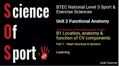 Unit 2 Functional anatomy - B1 Location, anatomy & function of CV components (Part 1) Heart