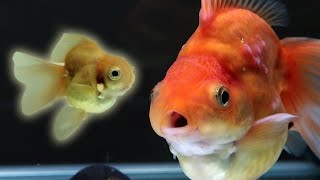 RYUKIN Goldsfish has a Lion Head by Bije Aquatics 14,556 views 2 years ago 3 minutes, 16 seconds