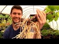 How to Grow GRAPE VINES from CUTTINGS Fast and Easy | Hardwood Cuttings of Grape Vines Propagation