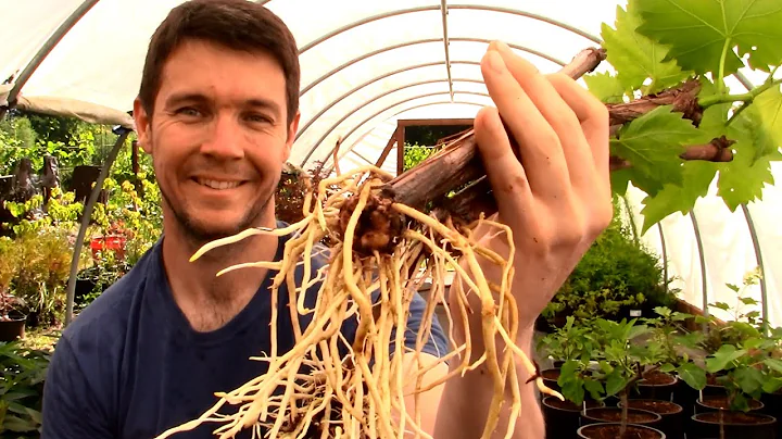 How to Grow GRAPE VINES from CUTTINGS Fast and Easy | Hardwood Cuttings of Grape Vines Propagation - DayDayNews