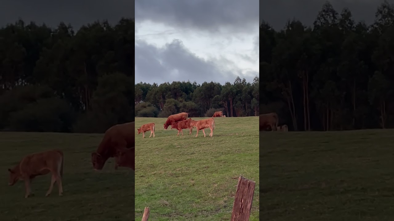 Vacas al atardecer en la pradera alta. Galizano. Cantabria