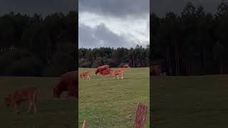 Vacas al atardecer en la pradera alta. Galizano. Cantabria