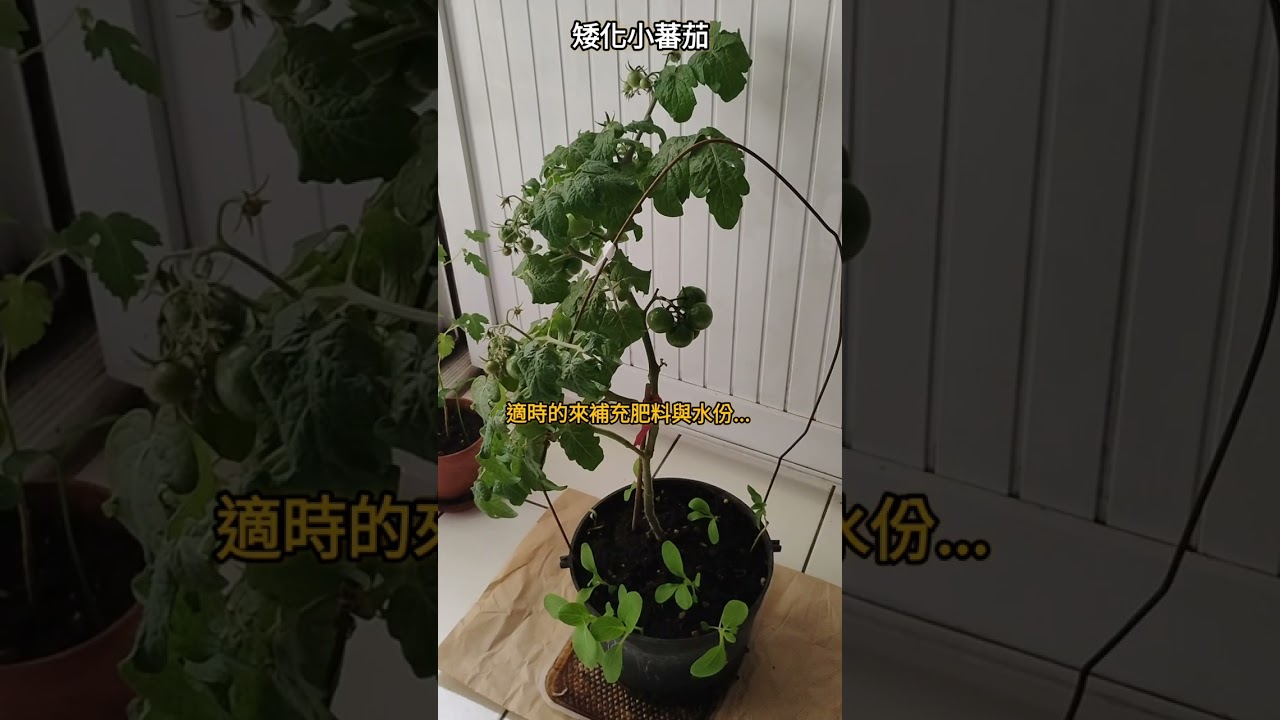【園藝欣賞 05】矮化小蕃茄 - 在家當農夫，掛滿50顆果實希望，即將收獲~