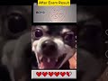 After the Exam Result #funnymemes #memes #animals #exam #funnyanimals
