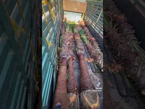 نخل زينه امريكي للبيع ج0500541077