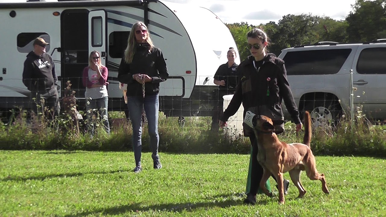 The Dog Lodge Dog Training YouTube
