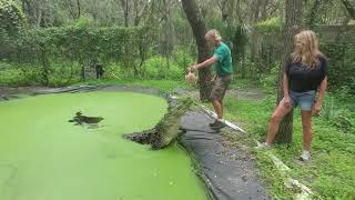 American Crocodile