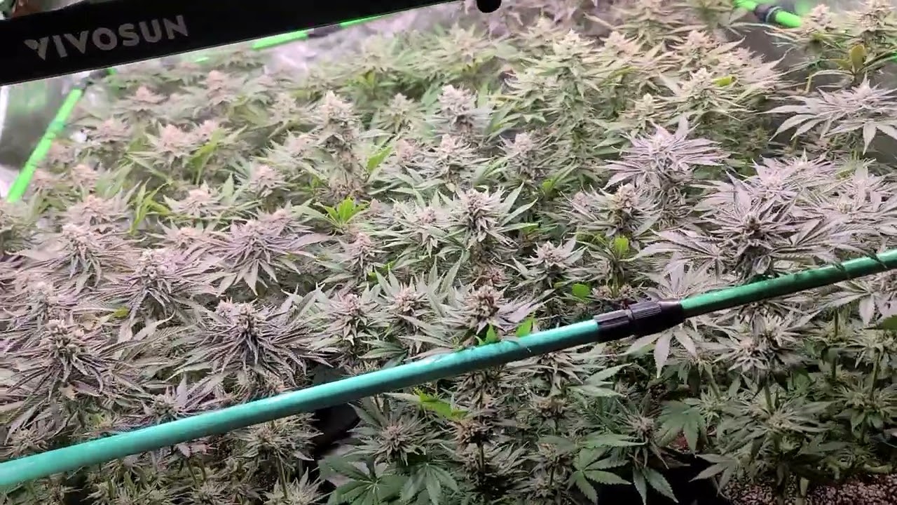 Barneys farm white runtz , rainbow sherbet, black cherry gushers at 6th week of flower. 