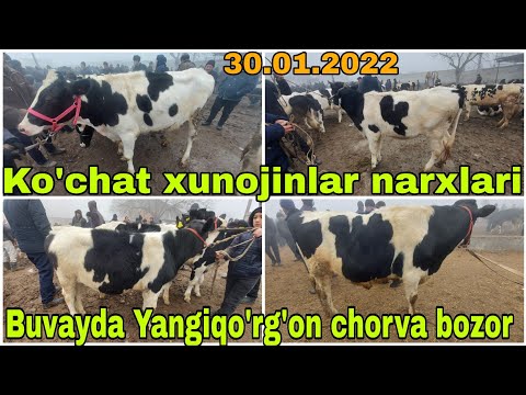 Buvayda Yangiqo'rg'on chorva