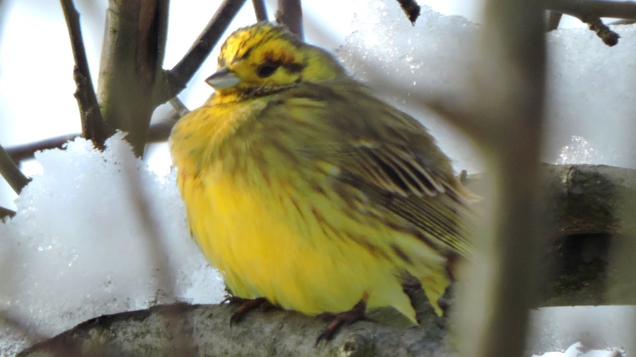 Trznadel zwyczajny / Yellowhammer / Emberiza citrinella