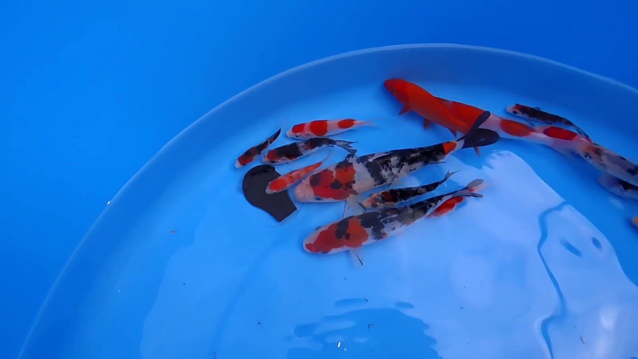 錦鯉 大正三色飛び子が共食い 当歳魚 大正 Youtube