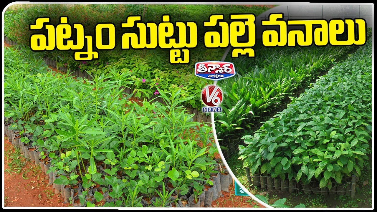 Nurseries Around Hyderabad To Increase Ground Water V6 Weekend