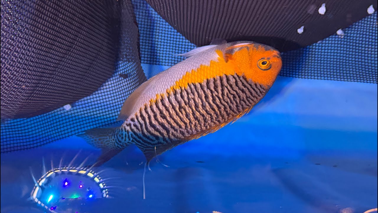 レンテンヤッコ大量入荷！セレクト便もたっぷり入荷しております！