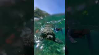 Snorkeling with Green Sea Turtles in Apo Island, Philippines 🇵🇭